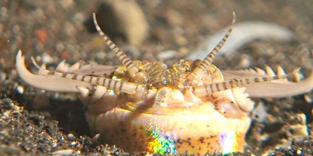 The Bobbit worm hunts at night by extending its antennae above its burrow, hoping to snatch passing prey. The worms are often up to 10 feet (3 meters) in length.