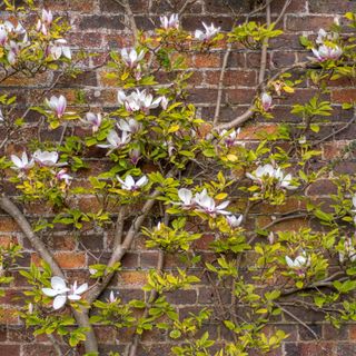 Magnolia tree trained against wall