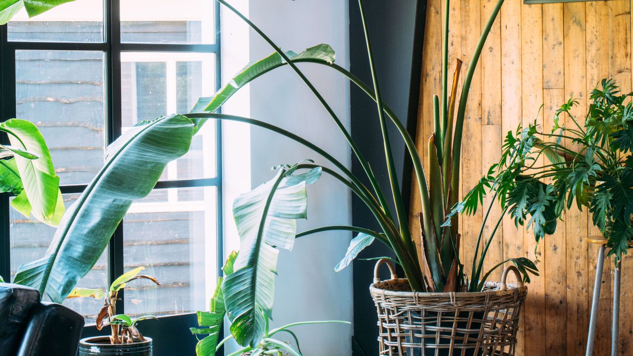 Midcentury modern scandinavian eco lodge like interior with a lot of green plants and barn wood walls. Concrete floor. Bird of paradise plant