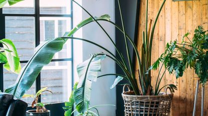 Midcentury modern scandinavian eco lodge like interior with a lot of green plants and barn wood walls. Concrete floor. Bird of paradise plant