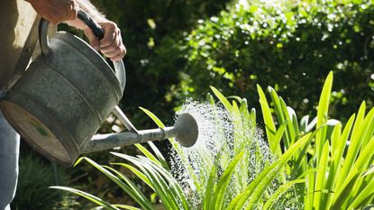 A man watering the garden with a watering can