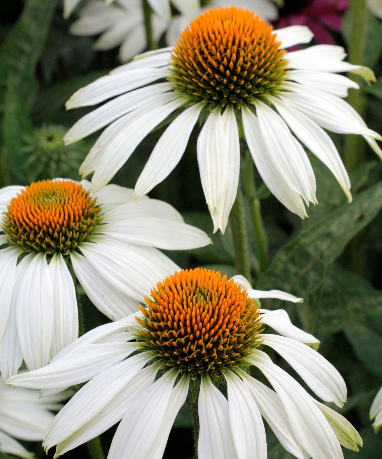 How to grow coneflowers in pots - expert tips for success | Homes and