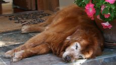 A geriatric golden retriever napping (not Augie).