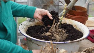 planting dahlia tubers in a container