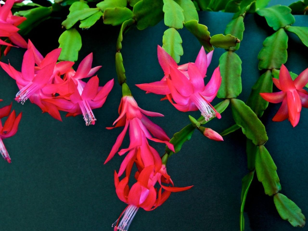 Red Flowering Christmas Cactus