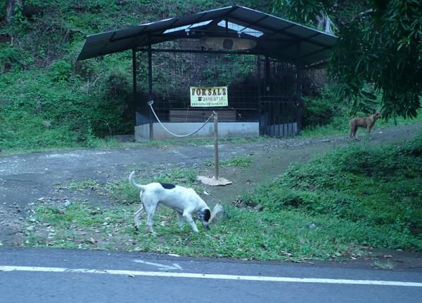 There were random small dogs all along the course, but they never ran in front of us and only one of them barked.
