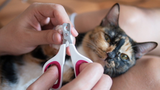 Owner doing cat nail clipping