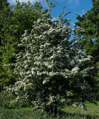 A hawthorn tree covered in white flowers