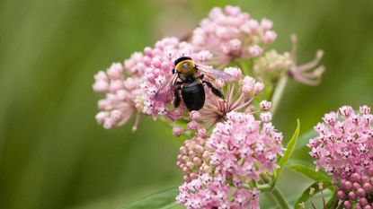 carpenter bee on pink flowers