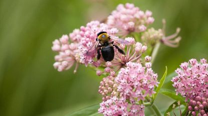 Honey Can Do Dark Pink Small Plastic Bin