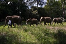 Duke of Bedford with his Elephants