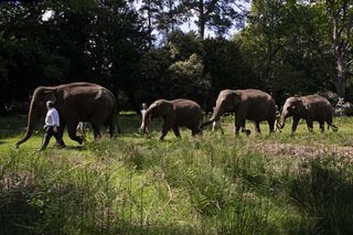 Duke of Bedford with his Elephants