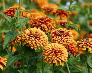 Bunch of orange Zinnias growing outside