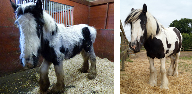 before and after redwings and rspca rescue