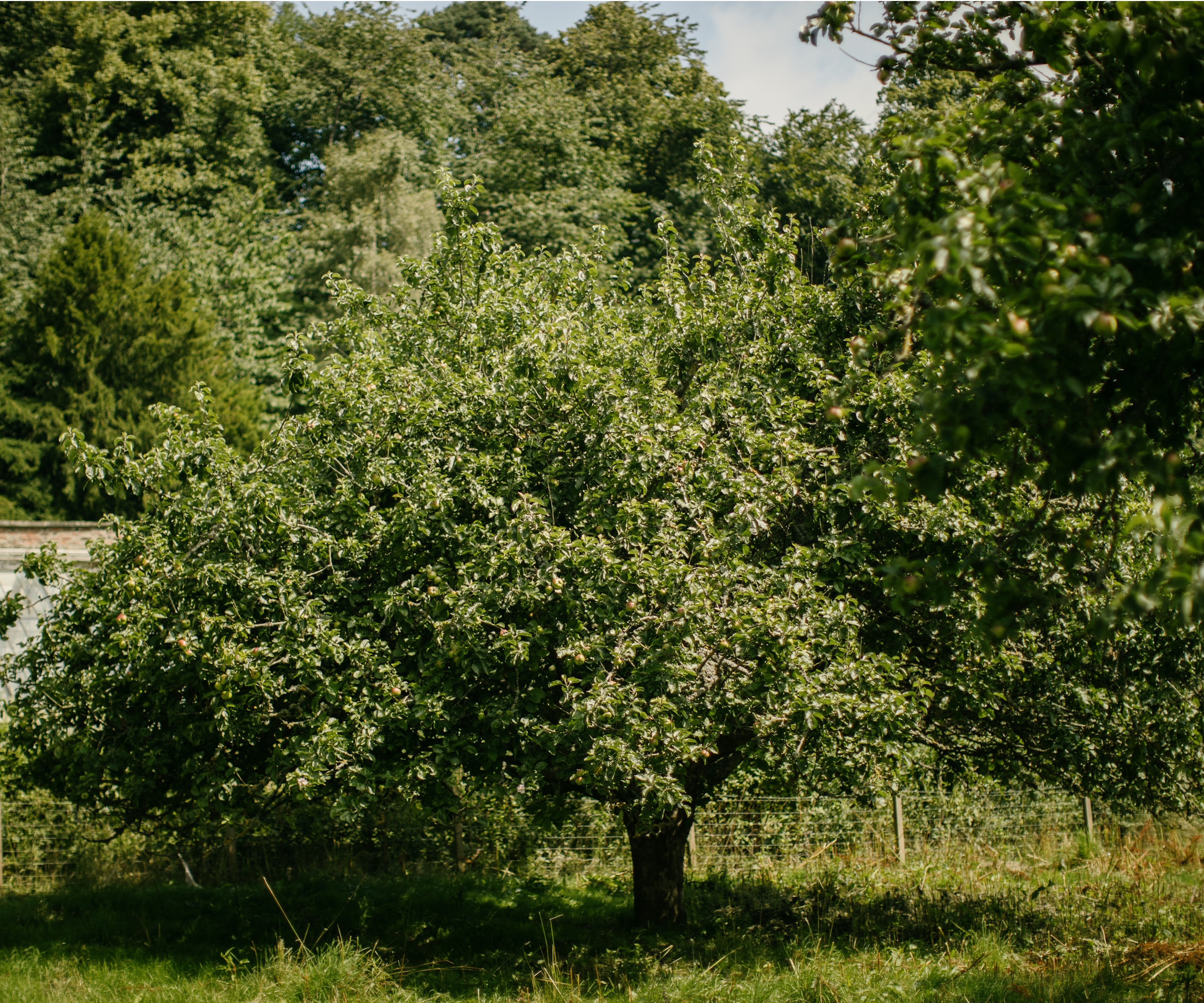 Permaculture orchard in Dalmeny Walled Garden