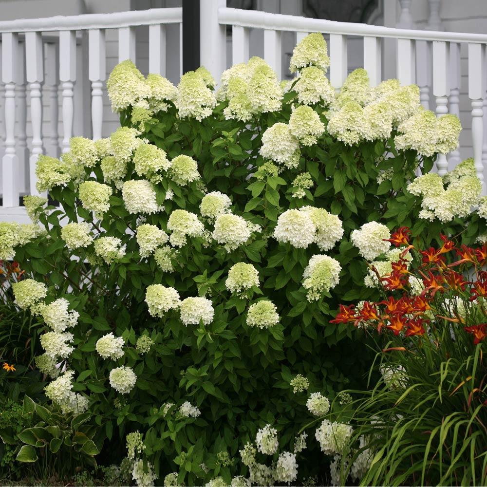 Proven Winners&amp;reg; Limelight Hydrangea Shrub