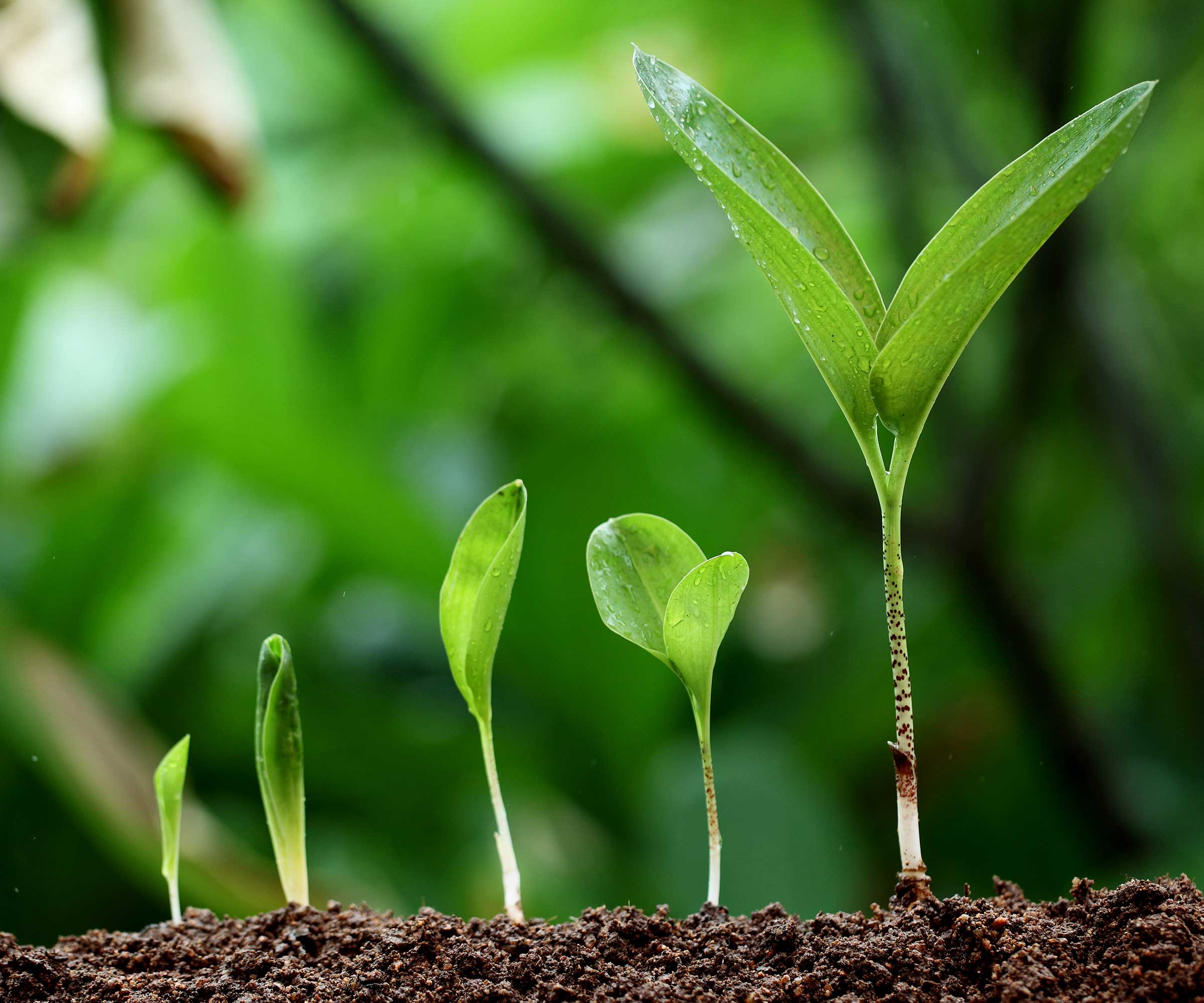 How to germinate seeds both indoors and outdoors | Homes & Gardens