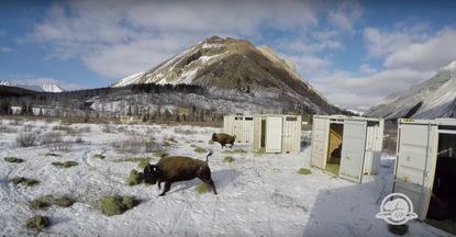 canada-bison-released