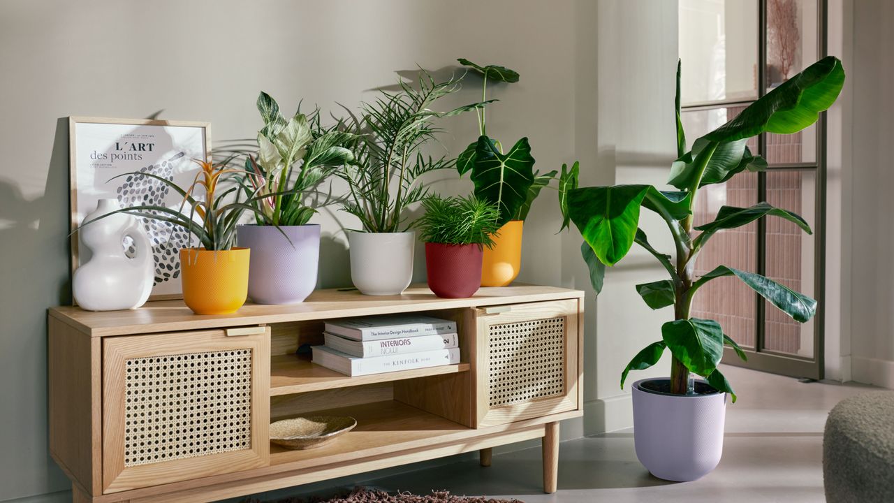 Various selection of potted houseplants displayed in living room