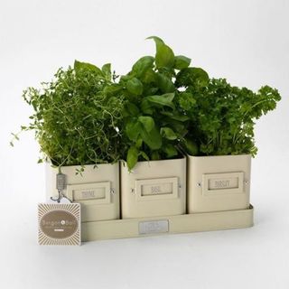 Labelled cream herb pots on a tray