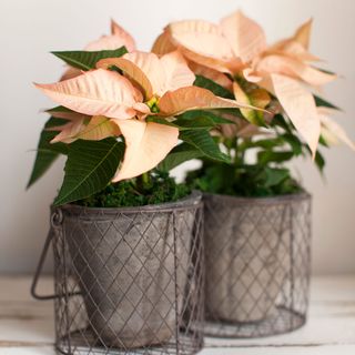 Poinsettia inside in pot