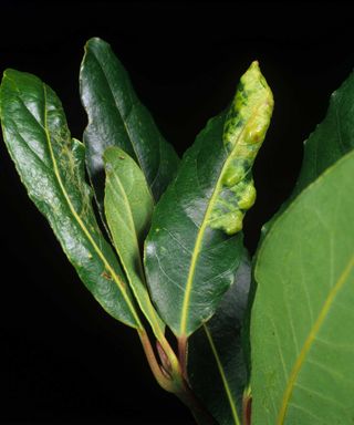 bay sucker damage on leaf