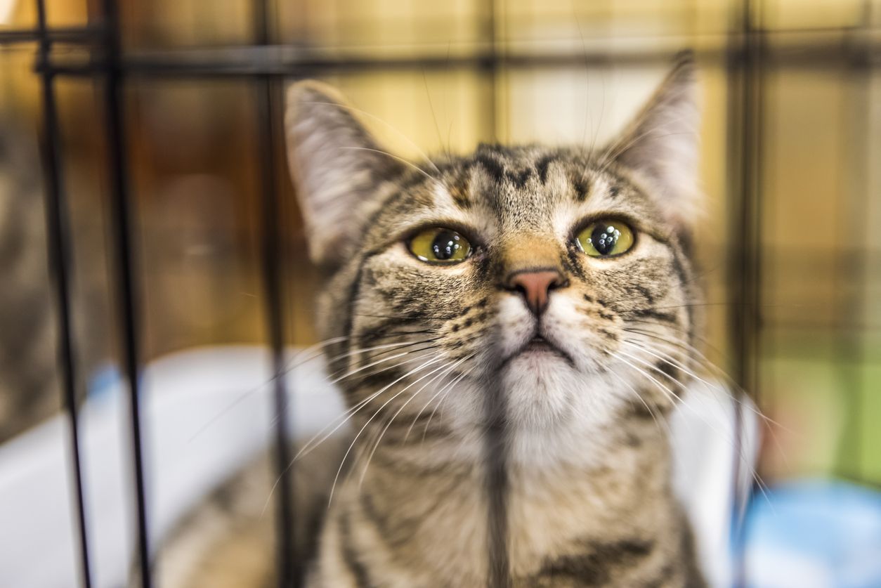 Cat in a shelter.