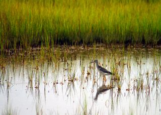 A bird wading in marsh water
