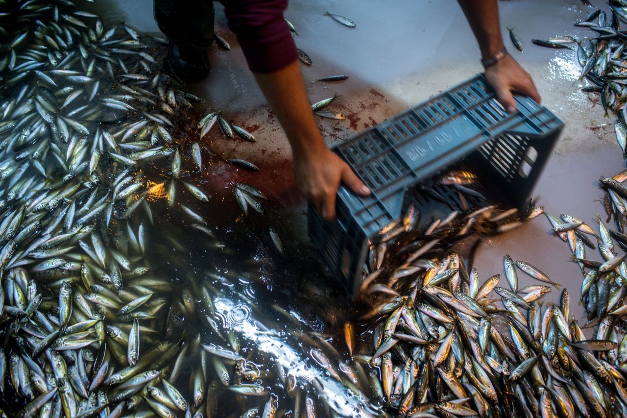 ISTANBUL, TURKEY - SEPTEMBER 01:Fishermen load their catch of horse mackerel on a fishing boat in the early hours of the morning on September 1, 2016 in Istanbul, Turkey. September 1 marks th