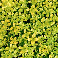 Thyme 'Andersons Gold' from Suttons