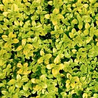 Thyme 'Andersons Gold' from Suttons