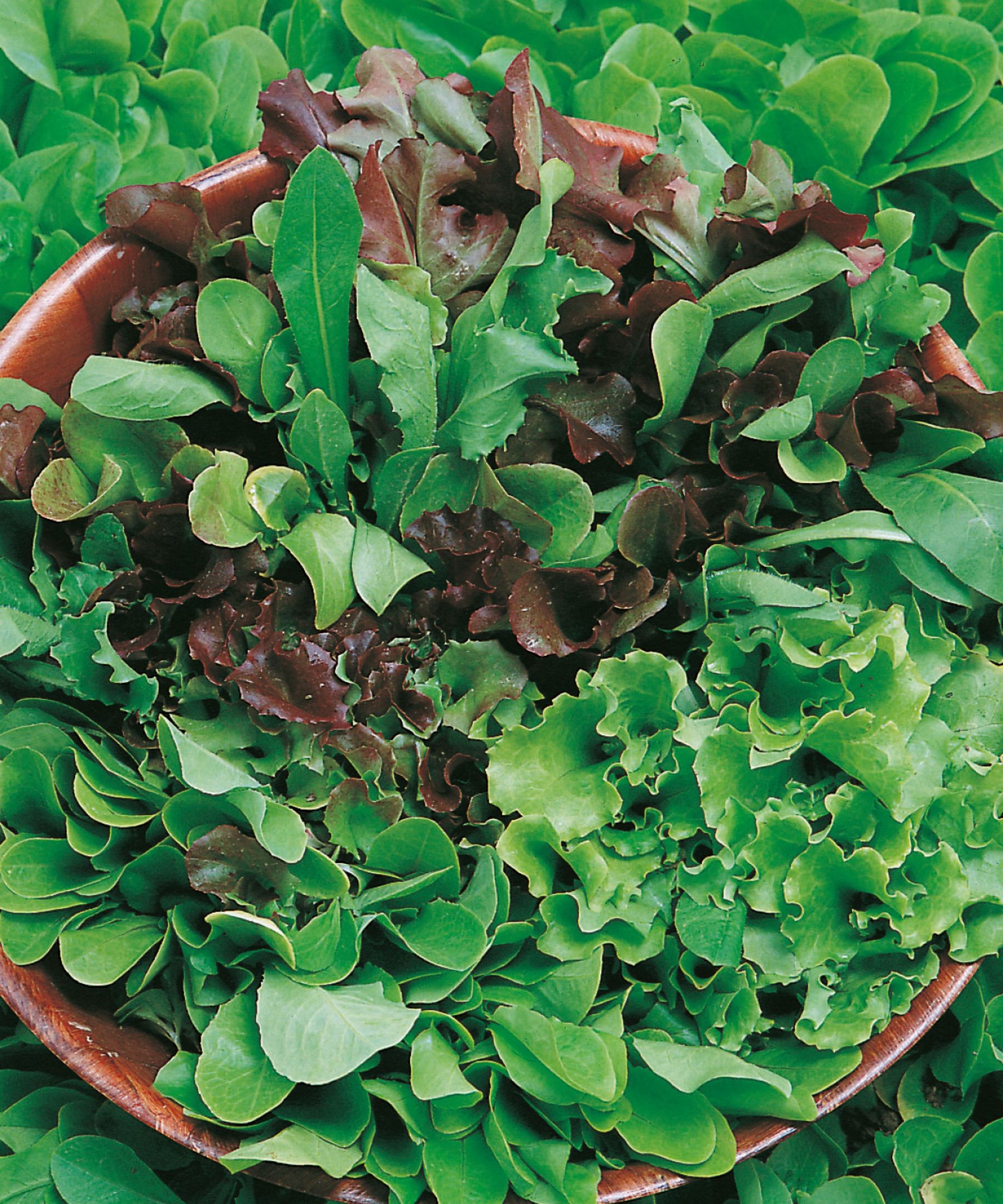 How to grow lettuce in pots expert tips for container crops Homes