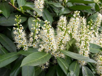 Cherry Laurel Shrub