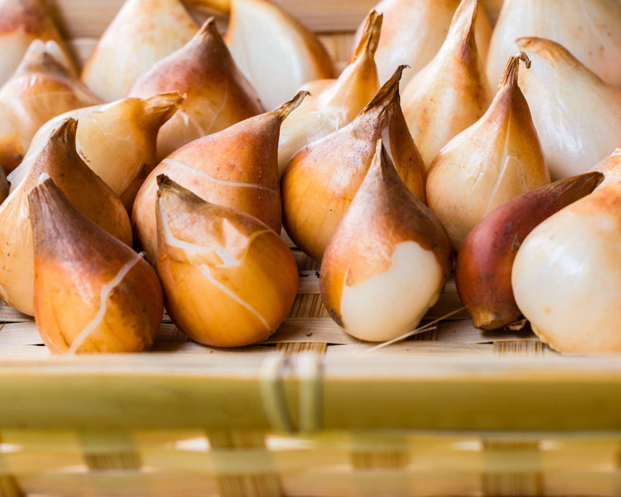 Divided tulip bulbs in bamboo tray