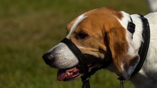 Beagle wearing a head halter for dogs