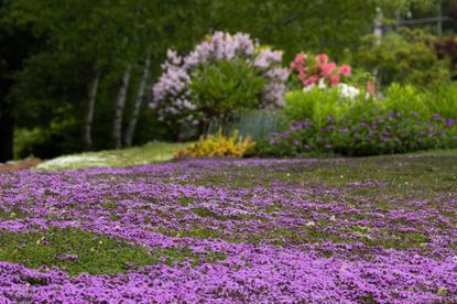 A lawn with purple creeping thyme flowers and a flower garden in the background