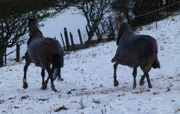 horses in the snow