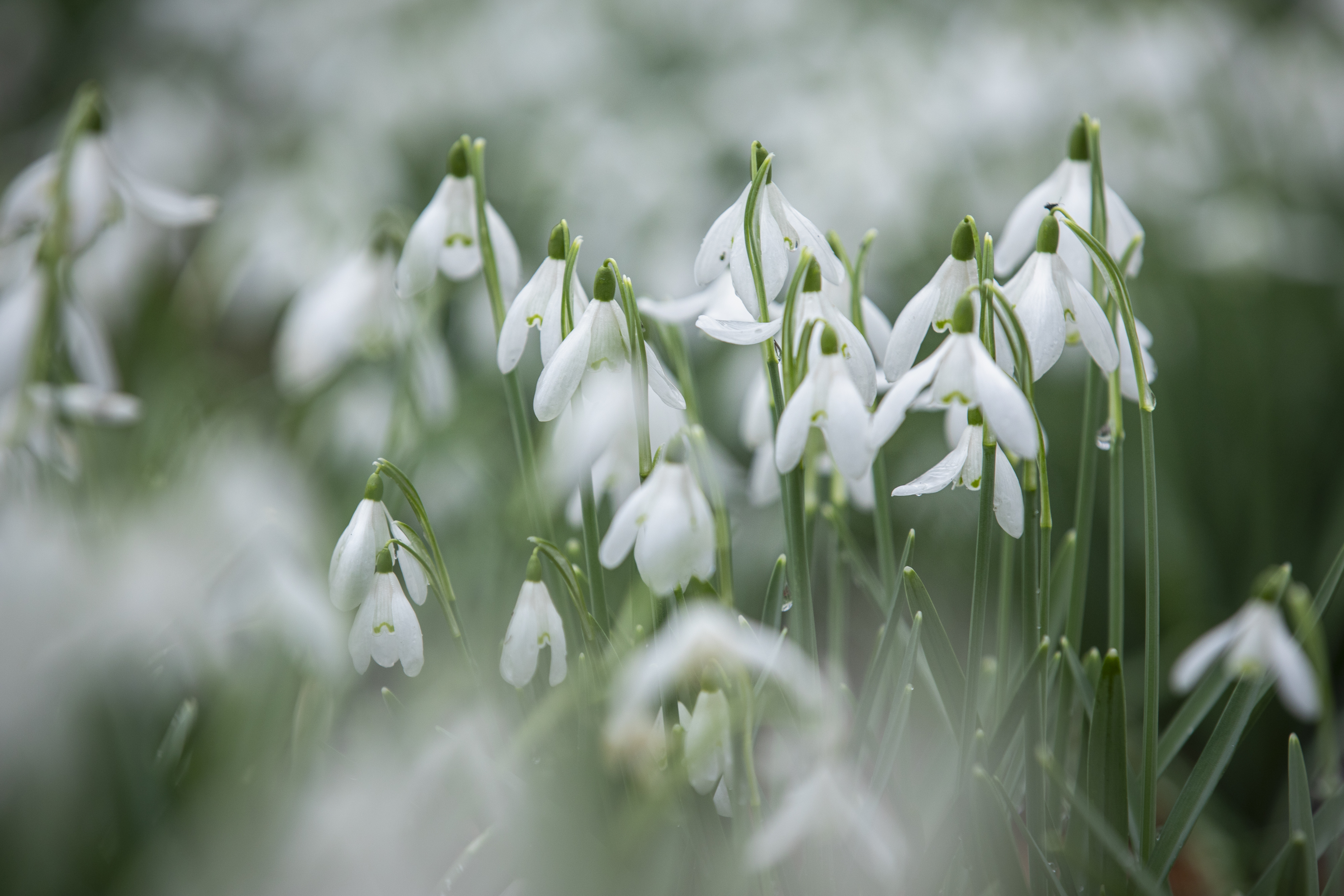 Close-up shot of white snowdrop flowers surrounded in blurred flowers