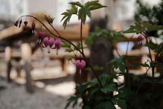 Pink bleeding hearts flowers in a pot in the shade