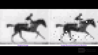 A still image from a movie that was stored in bacterial DNA. The image on the left is the original, and the image on the right is reconstructed from the data stored in DNA.