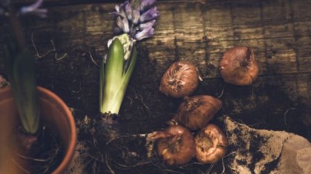 Hyacinth bulbs on wooden table