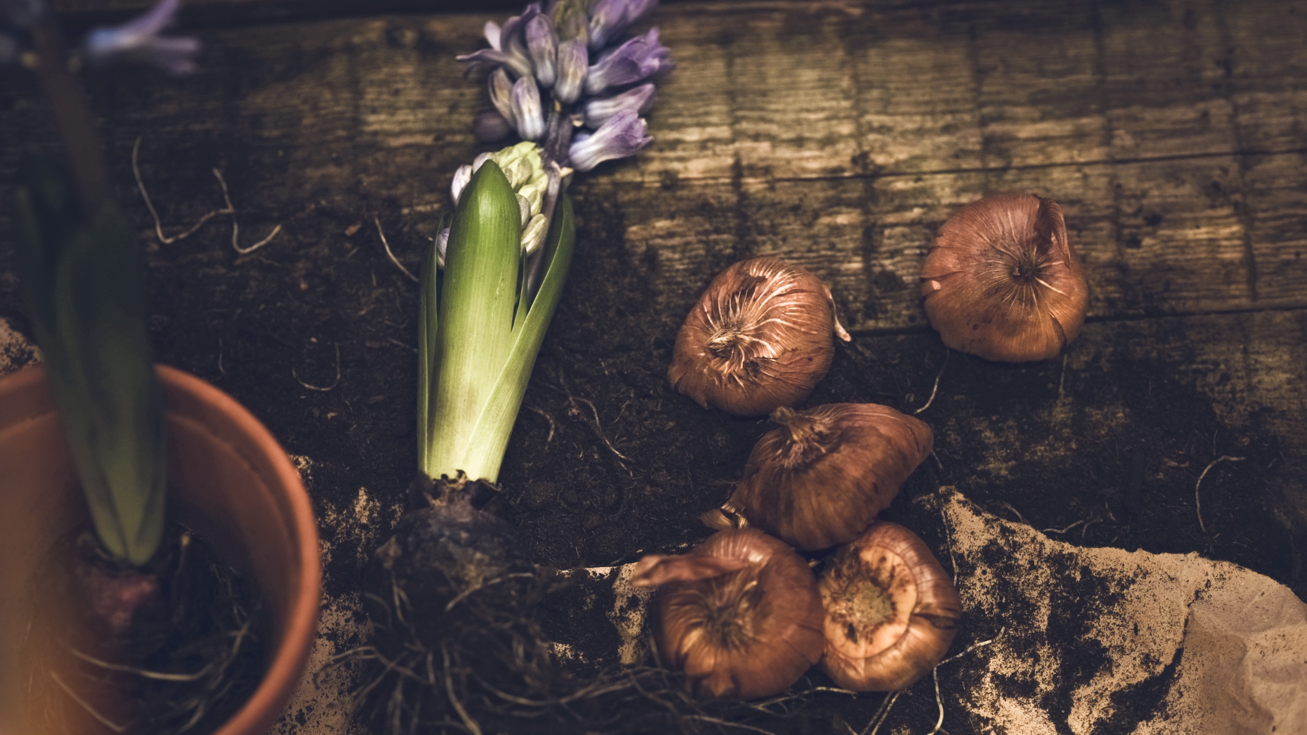 Hyacinth bulbs on wooden table