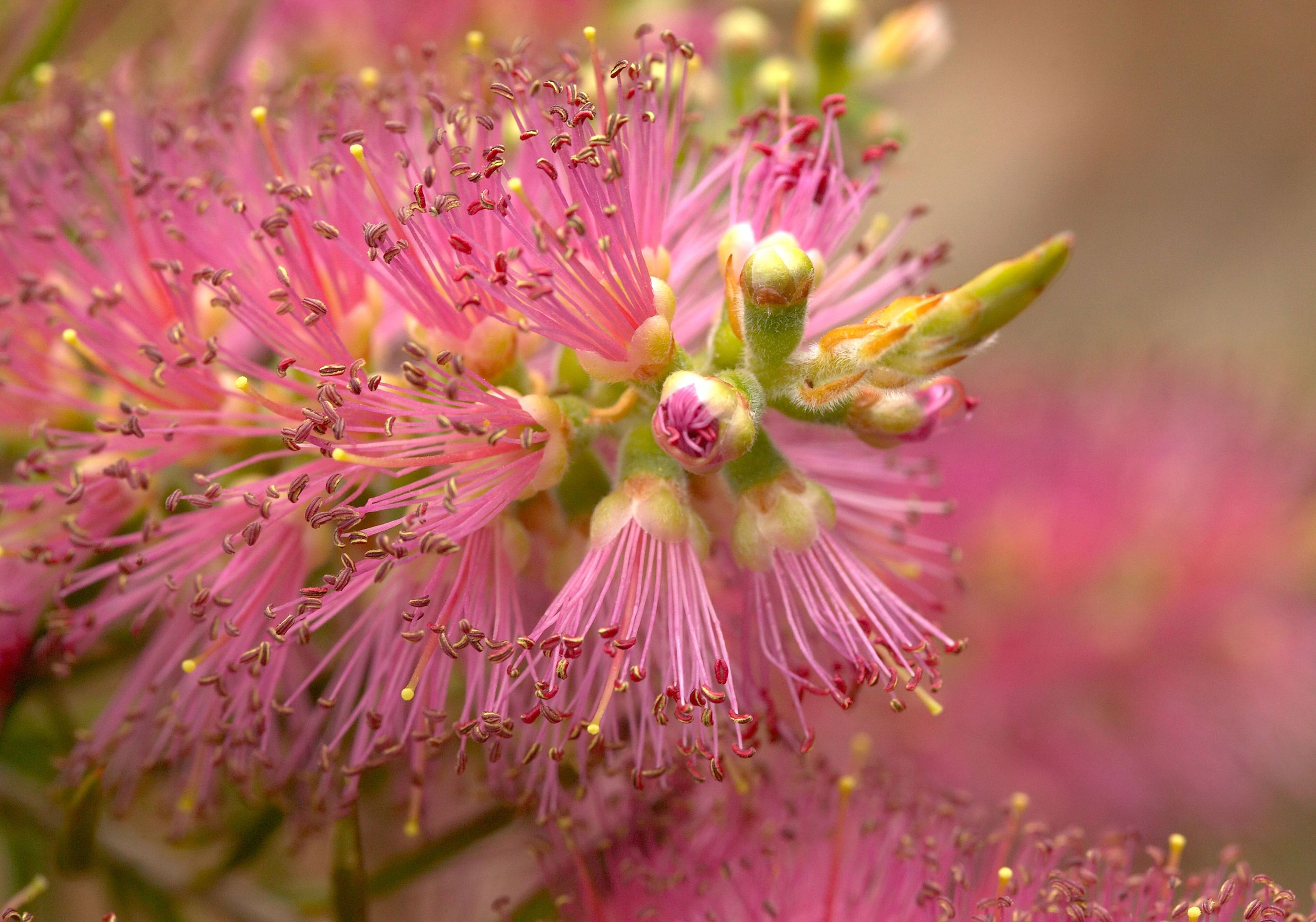 Bottlebrush