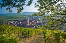 Alsace vineyards