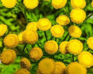yellow flowers of tansy plant