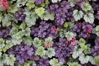 A patch of coral bells