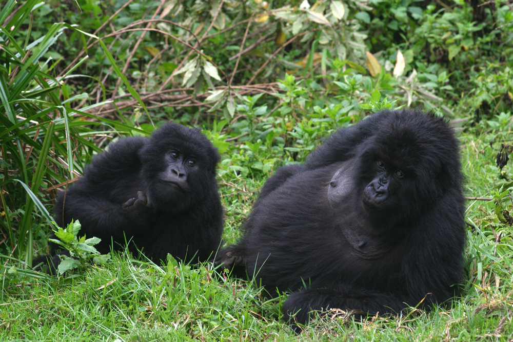 Images: Gorilla Species & Subspecies | Live Science