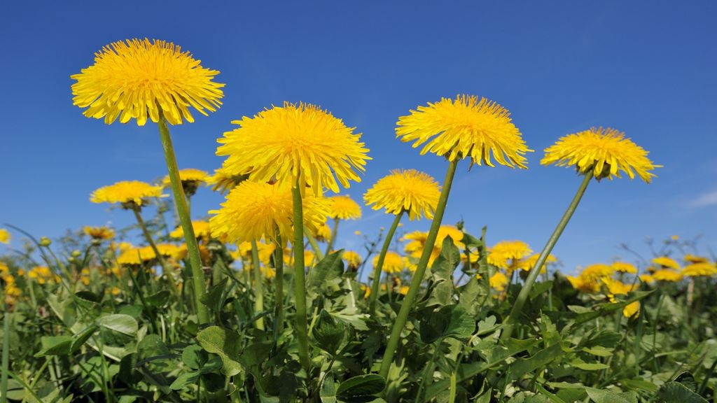 Are dandelions weeds or something much more special? | Homes & Gardens