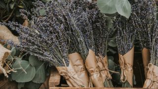 Lavender bundles with eucalyptus - stock photo