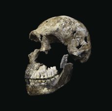 The skull of an adult <em>Homo naledi</em> male that researchers dubbed "Neo." The skull, along with an almost-complete skeleton, was found in the Lesedi chamber of the Rising Star cave system near Johannesburg, South Africa.